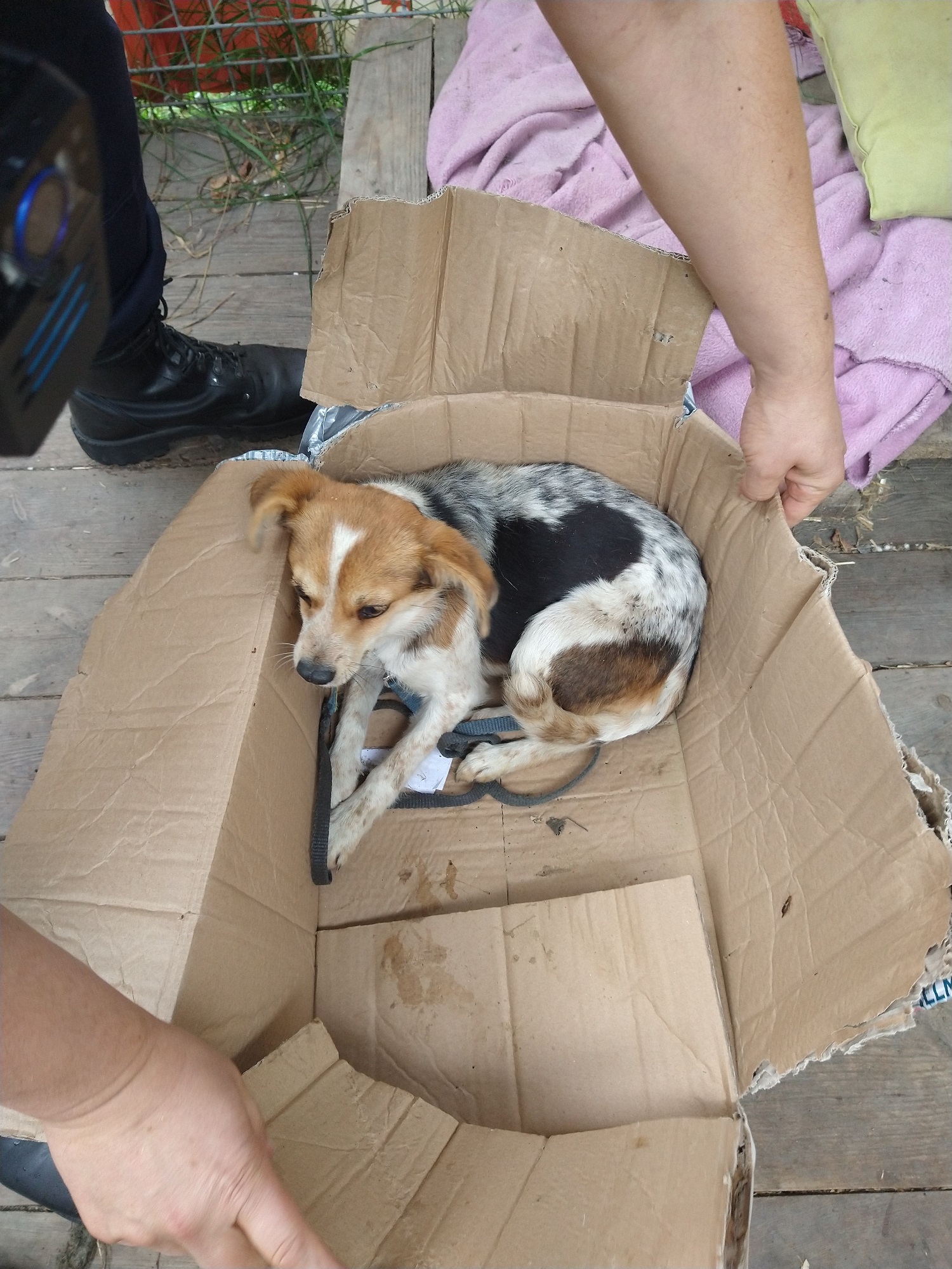 Zdjęcie łaciatego psa w kartonie.